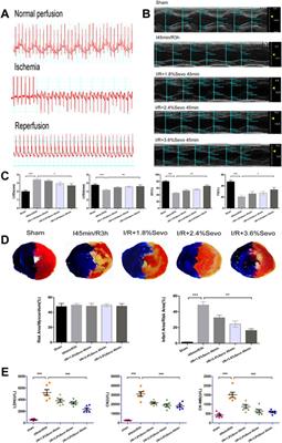 Corrigendum: Sevoflurane Alleviates Myocardial Ischemia Reperfusion Injury by Inhibiting P2X7-NLRP3 Mediated Pyroptosis